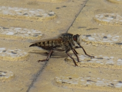 Promachus latitarsatus
