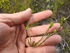 Lachnaea axillaris