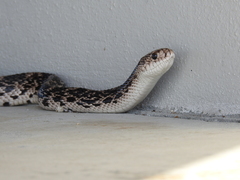 Pituophis melanoleucus mugitus