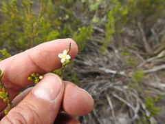 Lachnaea axillaris