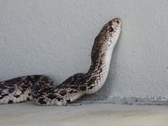 Pituophis melanoleucus mugitus