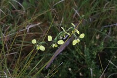 Diuris abbreviata