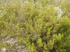 Lachnaea axillaris