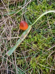 Hygrocybe conica