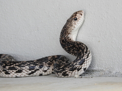 Pituophis melanoleucus mugitus