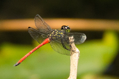 Agrionoptera cardinalis