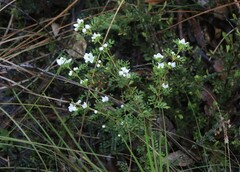 Boronia microphylla