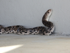 Pituophis melanoleucus mugitus