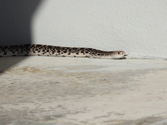Pituophis melanoleucus mugitus