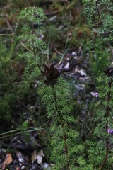 Petrophile canescens