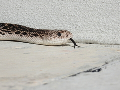 Pituophis melanoleucus mugitus