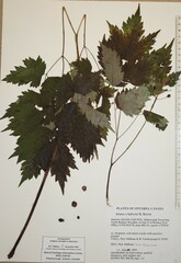 Actaea × ludovicii