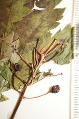 Actaea × ludovicii