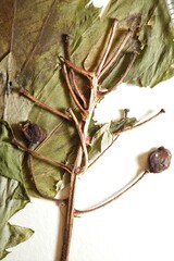 Actaea × ludovicii