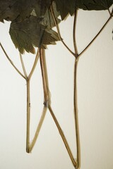Actaea × ludovicii