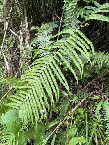 Goniophlebium subauriculatum, photograph 5