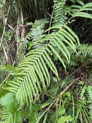 Goniophlebium subauriculatum, photograph author not stated, no rights reserved