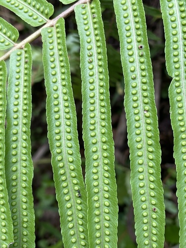 Goniophlebium subauriculatum, photograph 6