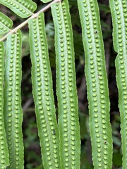 Goniophlebium subauriculatum, photograph author not stated, no rights reserved