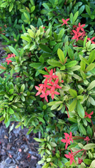 Ixora coccinea