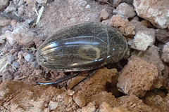 Hydrophilus