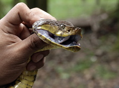 Bothrops atrox