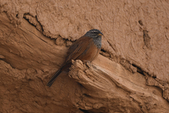Emberiza sahari