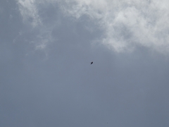 Falco tinnunculus canariensis