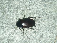 Blattinae