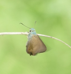 Hasora umbrina