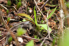 Trachylepis gravenhorstii