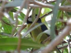 Cyanistes teneriffae
