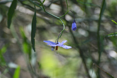 Solanum amygdalifolium