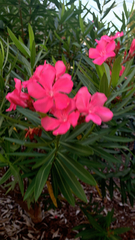 Nerium oleander