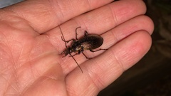 Carabus sternbergi