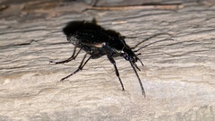 Carabus sternbergi