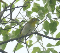 Zosterops japonicus