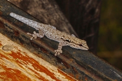 Lygodactylus chobiensis