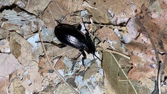 Carabus sternbergi