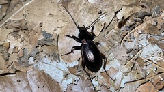 Carabus sternbergi