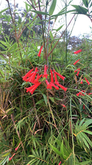 Russelia equisetiformis