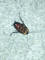 Blattinae