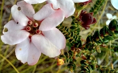 Adenandra uniflora