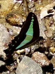 Graphium choredon