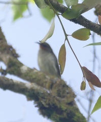 Myzomela chloroptera