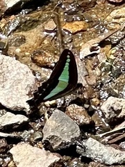 Graphium choredon