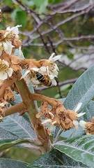 Eristalis similis