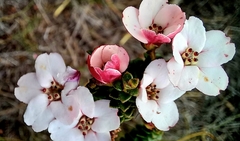 Adenandra uniflora