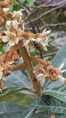 Eristalis similis