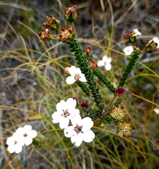 Adenandra uniflora
